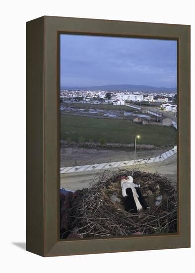 White Stork (Ciconia Ciconia) in Nest Overlooking Town-Jose B. Ruiz-Framed Premier Image Canvas