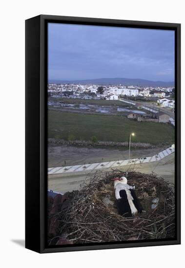 White Stork (Ciconia Ciconia) in Nest Overlooking Town-Jose B. Ruiz-Framed Premier Image Canvas