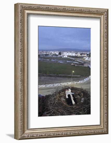 White Stork (Ciconia Ciconia) in Nest Overlooking Town-Jose B. Ruiz-Framed Photographic Print