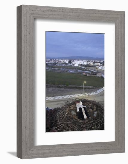 White Stork (Ciconia Ciconia) in Nest Overlooking Town-Jose B. Ruiz-Framed Photographic Print