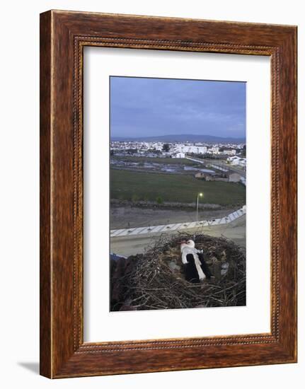 White Stork (Ciconia Ciconia) in Nest Overlooking Town-Jose B. Ruiz-Framed Photographic Print