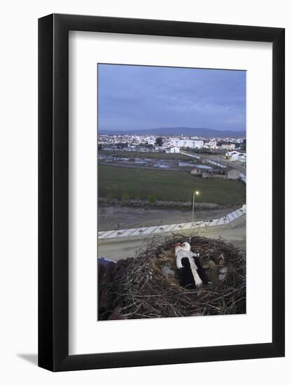 White Stork (Ciconia Ciconia) in Nest Overlooking Town-Jose B. Ruiz-Framed Photographic Print