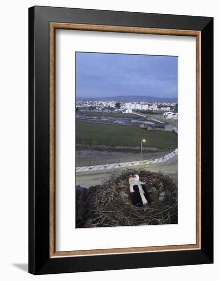 White Stork (Ciconia Ciconia) in Nest Overlooking Town-Jose B. Ruiz-Framed Photographic Print