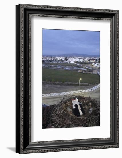 White Stork (Ciconia Ciconia) in Nest Overlooking Town-Jose B. Ruiz-Framed Photographic Print