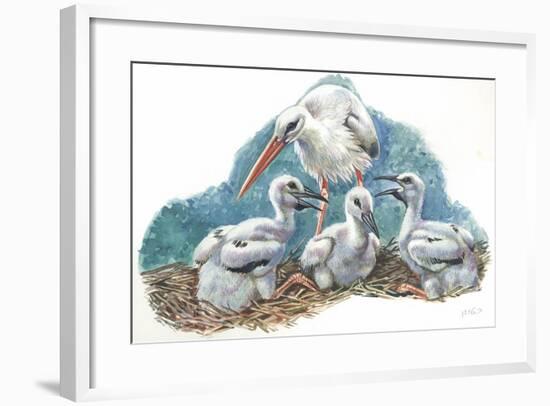 White Stork Ciconia Ciconia in Nest with Youngs-null-Framed Giclee Print