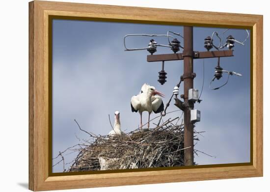 White Stork (Ciconia Ciconia) - Male and Female - Hatching-Elio Della Ferrera-Framed Premier Image Canvas