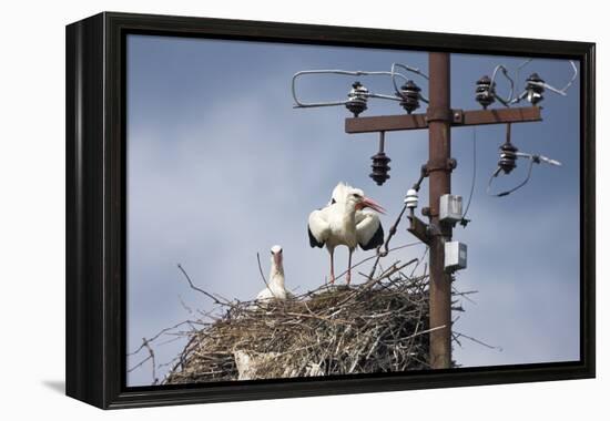 White Stork (Ciconia Ciconia) - Male and Female - Hatching-Elio Della Ferrera-Framed Premier Image Canvas
