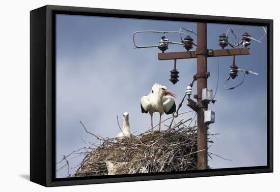 White Stork (Ciconia Ciconia) - Male and Female - Hatching-Elio Della Ferrera-Framed Premier Image Canvas