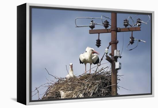 White Stork (Ciconia Ciconia) - Male and Female - Hatching-Elio Della Ferrera-Framed Premier Image Canvas