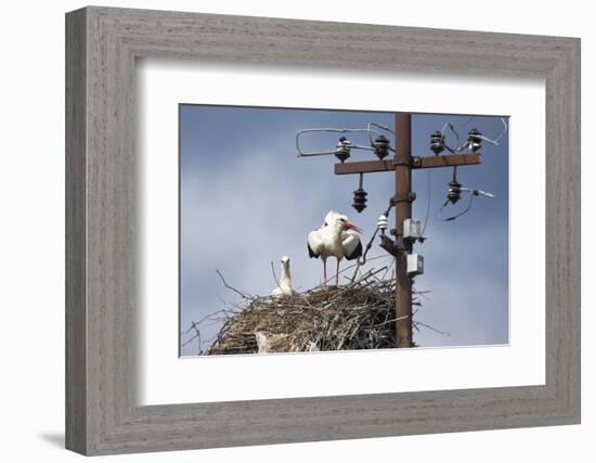 White Stork (Ciconia Ciconia) - Male and Female - Hatching-Elio Della Ferrera-Framed Photographic Print