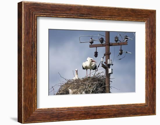 White Stork (Ciconia Ciconia) - Male and Female - Hatching-Elio Della Ferrera-Framed Photographic Print