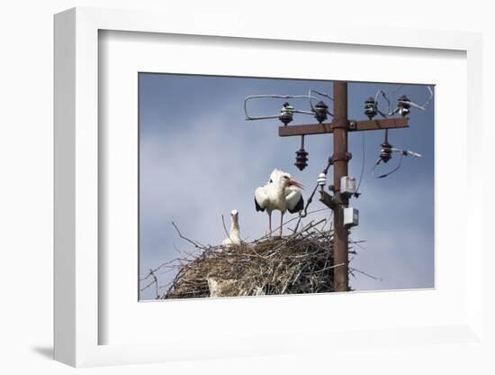 White Stork (Ciconia Ciconia) - Male and Female - Hatching-Elio Della Ferrera-Framed Photographic Print