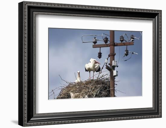 White Stork (Ciconia Ciconia) - Male and Female - Hatching-Elio Della Ferrera-Framed Photographic Print