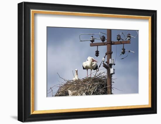 White Stork (Ciconia Ciconia) - Male and Female - Hatching-Elio Della Ferrera-Framed Photographic Print