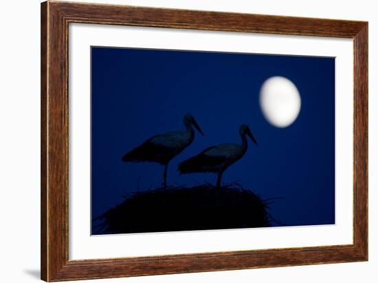 White Stork (Ciconia Ciconia) Pair at Nest, Dusk, with Moon, Nemunas Delta, Lithuania, June 2009-Hamblin-Framed Photographic Print