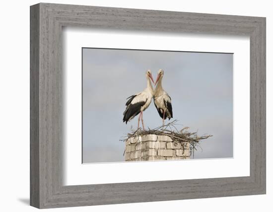 White Stork (Ciconia Ciconia) Pair at Nest on Old Chimney-Hamblin-Framed Photographic Print