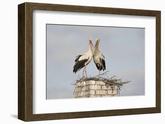 White Stork (Ciconia Ciconia) Pair at Nest on Old Chimney-Hamblin-Framed Photographic Print