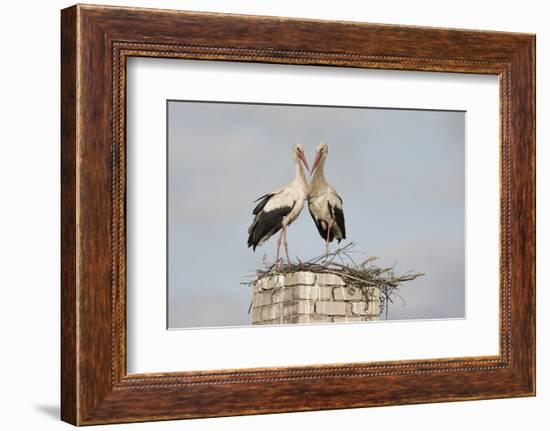 White Stork (Ciconia Ciconia) Pair at Nest on Old Chimney-Hamblin-Framed Photographic Print