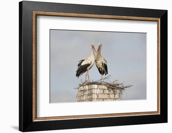 White Stork (Ciconia Ciconia) Pair at Nest on Old Chimney-Hamblin-Framed Photographic Print