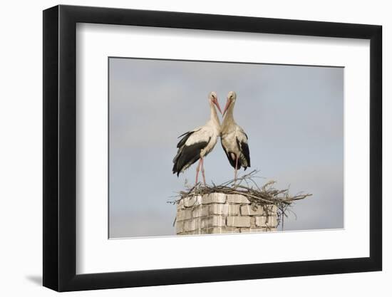 White Stork (Ciconia Ciconia) Pair at Nest on Old Chimney-Hamblin-Framed Photographic Print