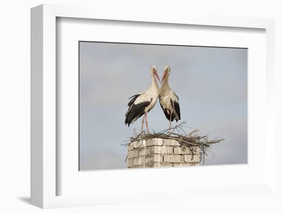 White Stork (Ciconia Ciconia) Pair at Nest on Old Chimney-Hamblin-Framed Photographic Print