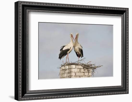 White Stork (Ciconia Ciconia) Pair at Nest on Old Chimney-Hamblin-Framed Photographic Print