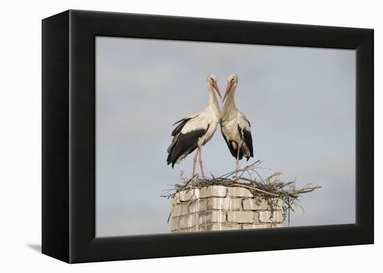 White Stork (Ciconia Ciconia) Pair at Nest on Old Chimney-Hamblin-Framed Premier Image Canvas