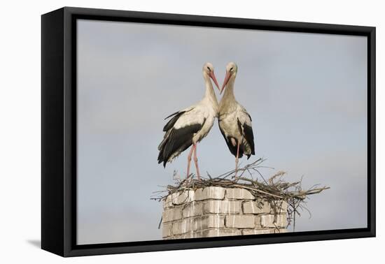 White Stork (Ciconia Ciconia) Pair at Nest on Old Chimney-Hamblin-Framed Premier Image Canvas