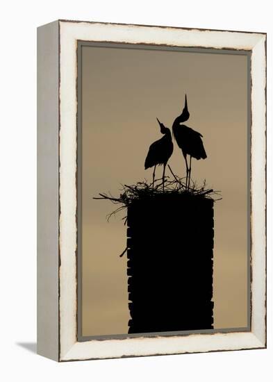 White Stork (Ciconia Ciconia) Pair Displaying-Hamblin-Framed Premier Image Canvas