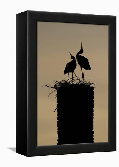 White Stork (Ciconia Ciconia) Pair Displaying-Hamblin-Framed Premier Image Canvas