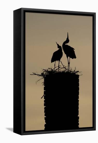 White Stork (Ciconia Ciconia) Pair Displaying-Hamblin-Framed Premier Image Canvas