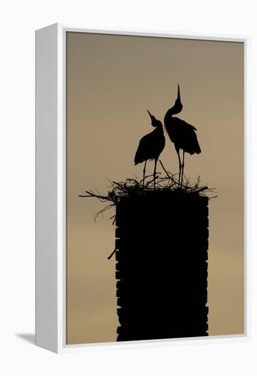 White Stork (Ciconia Ciconia) Pair Displaying-Hamblin-Framed Premier Image Canvas