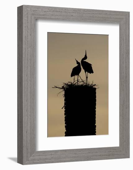 White Stork (Ciconia Ciconia) Pair Displaying-Hamblin-Framed Photographic Print
