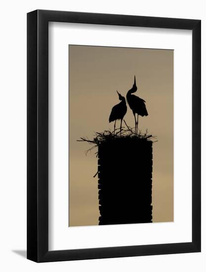 White Stork (Ciconia Ciconia) Pair Displaying-Hamblin-Framed Photographic Print