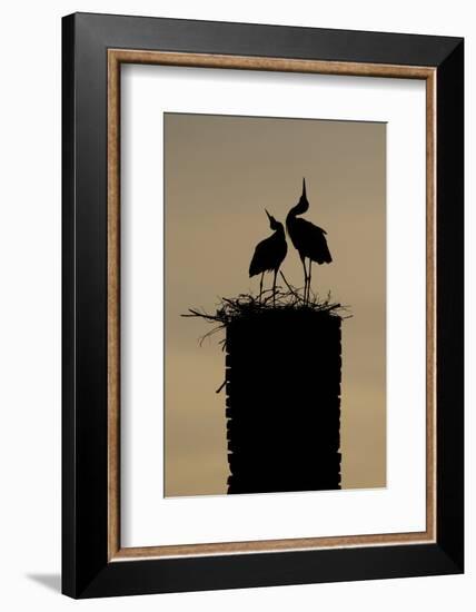 White Stork (Ciconia Ciconia) Pair Displaying-Hamblin-Framed Photographic Print