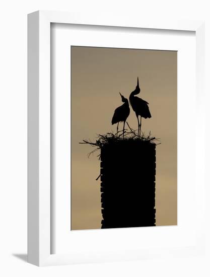 White Stork (Ciconia Ciconia) Pair Displaying-Hamblin-Framed Photographic Print