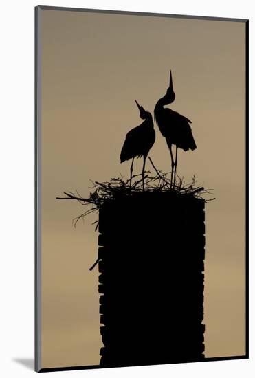 White Stork (Ciconia Ciconia) Pair Displaying-Hamblin-Mounted Photographic Print