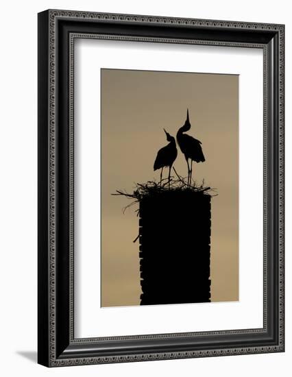 White Stork (Ciconia Ciconia) Pair Displaying-Hamblin-Framed Photographic Print