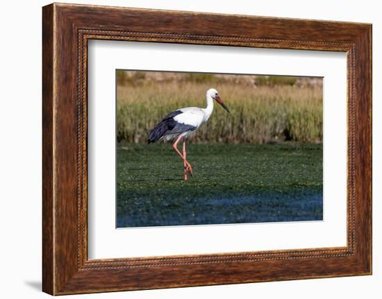 White stork in Faro, Portugal-Chuck Haney-Framed Photographic Print