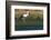 White stork in Faro, Portugal-Chuck Haney-Framed Photographic Print