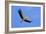 White Stork in Flight-null-Framed Photographic Print