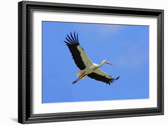 White Stork in Flight-null-Framed Photographic Print