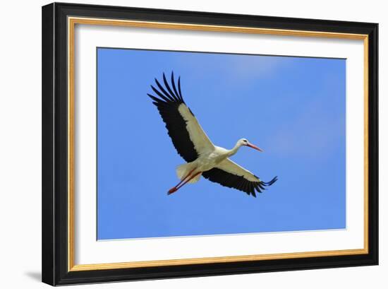 White Stork in Flight-null-Framed Photographic Print