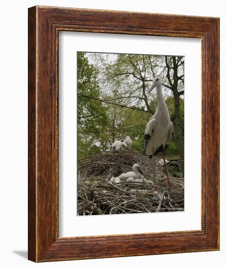 White stork nest at captive breeding colony, Oxfordshire, UK-Nick Upton-Framed Photographic Print