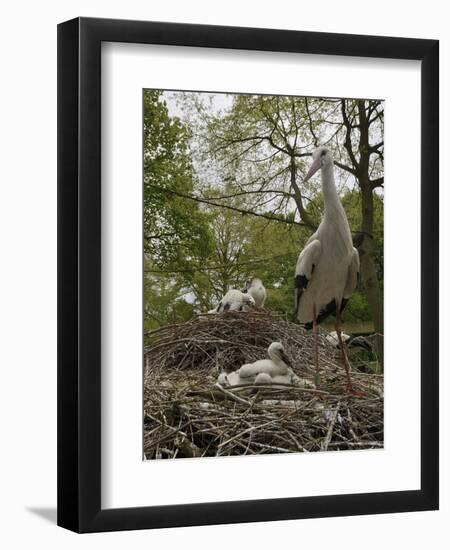 White stork nest at captive breeding colony, Oxfordshire, UK-Nick Upton-Framed Photographic Print