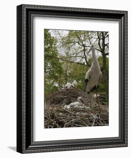 White stork nest at captive breeding colony, Oxfordshire, UK-Nick Upton-Framed Photographic Print