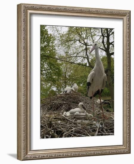 White stork nest at captive breeding colony, Oxfordshire, UK-Nick Upton-Framed Photographic Print