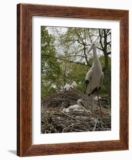 White stork nest at captive breeding colony, Oxfordshire, UK-Nick Upton-Framed Photographic Print
