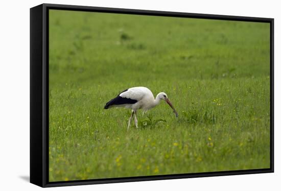 White stork with trapped mouse, Ciconia ciconia, Bad Aibling, Chiemgau, Bavaria, Germany-Christian Zappel-Framed Stretched Canvas