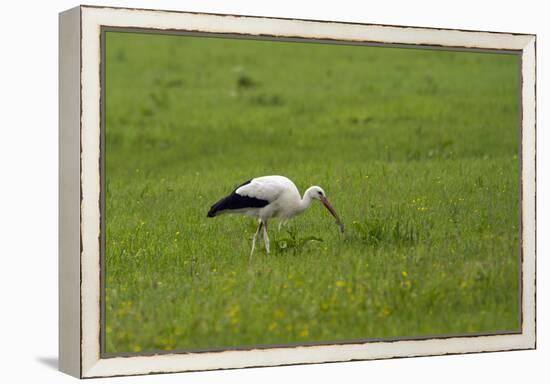 White stork with trapped mouse, Ciconia ciconia, Bad Aibling, Chiemgau, Bavaria, Germany-Christian Zappel-Framed Premier Image Canvas